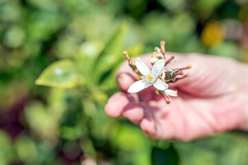 The woman is holding to the lemon blossom (flower) on the branch of the lemon tree. The lemon (Citrus limon) is a species of small evergreen tree in the flowering plant family Rutaceae.