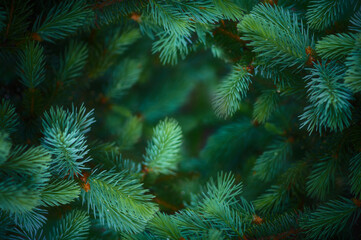 Fir tree branch background. Copy space.
