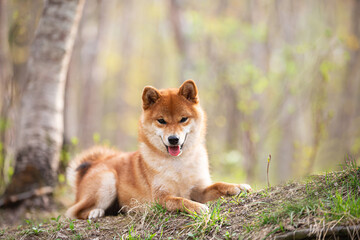 Naklejka na ściany i meble Beautiful and happy shiba inu dog lying on the grass in the forest at golden sunset. Cute Red shiba inu female