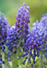 Blooming garden. Fresh blue wild hyacinths	