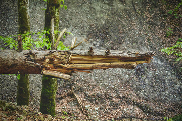Abgebrochener Baumstamm liegt waagerecht in einer Schlucht auf der Adelegg