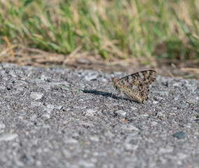 butterfly on the ground