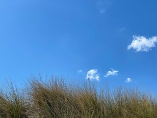 Fototapeta premium grass and blue sky