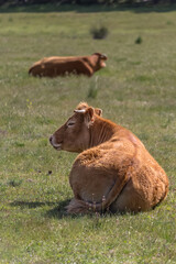 Detailed view of cow lying in pasture, beef cattle, spanish farmland