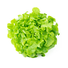 Green oak lettuce organic vegetable on white background