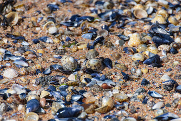shells on the beach