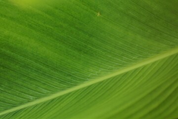texture of banana leaf
