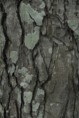 texture of trees