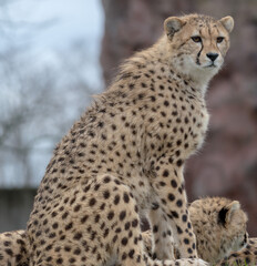 cheetah in the grass