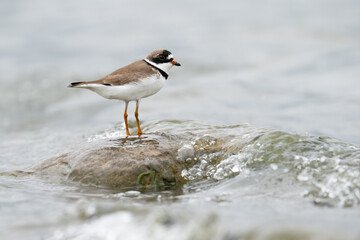 A semipalmated plover stands on a rock and braves what for it were some large waves at Reesor Pond in Markham, Ontario.