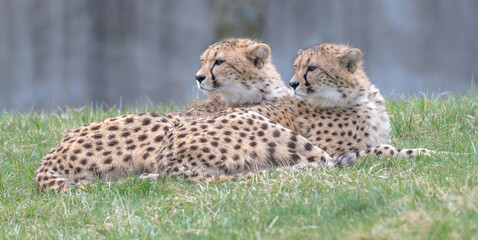 cheetah in the grass