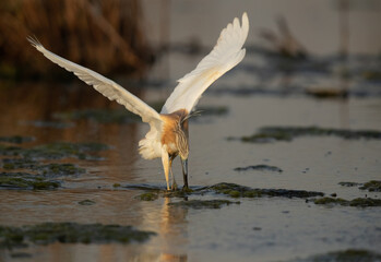 Squacco Heron fishing at Asker marsh, Bahrain