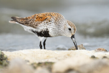 A Dunlin pokes its bill into some lakeside foam in search of a meal at Reesor Pond in Markham, Ontario.