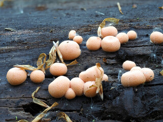 Blutmilchpilz (LYCOGALA EPIDENDRUM)
