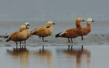 redy shelduck nird in a lake for rest