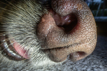 Macro closeup of texture of dog's nose - obrazy, fototapety, plakaty