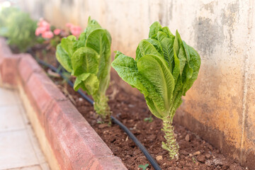 The lettuce growing in the hobby garden.