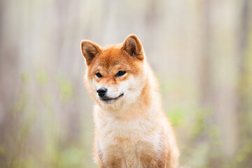 Beautiful and happy shiba inu dog sitting in the forest at sunset. Red shiba inu female in spring