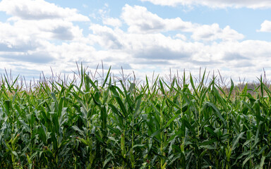 corn field and blue sky