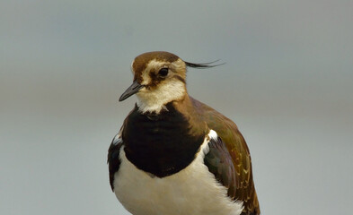 nothern lapwing bird in a lake