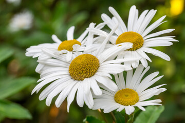 white daisies in a garden
