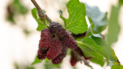 The closest red mulberry fruit