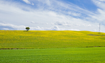 Obraz premium Paesaggio Toscana 