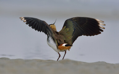 nothern lapwing bird in a lake
