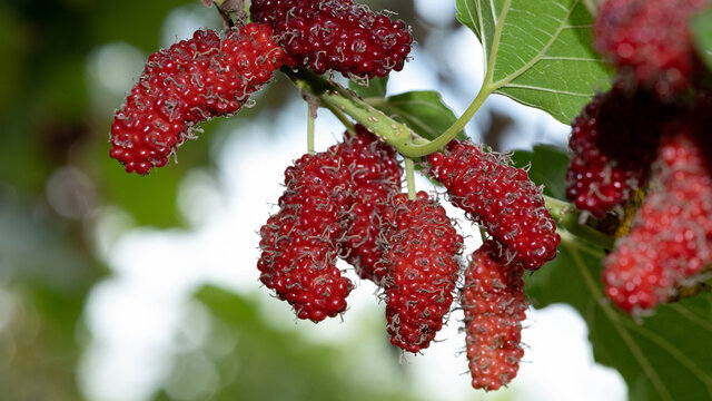 The closest red mulberry fruit