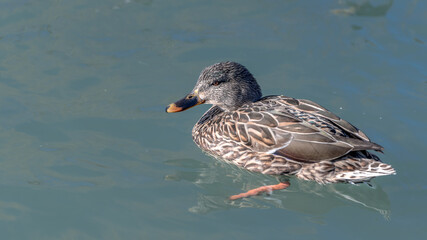 Fototapeta premium duck on the water