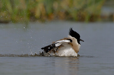 river lapwing bird in a lake for bathing