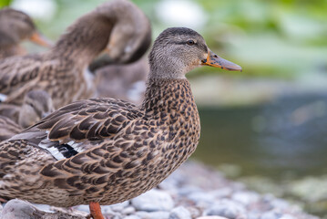 duck on the water