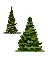 forest, flora, pine, spruce, Tree, illustration