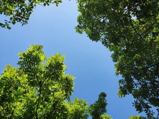 the forest background