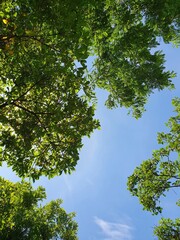 trees in the sky