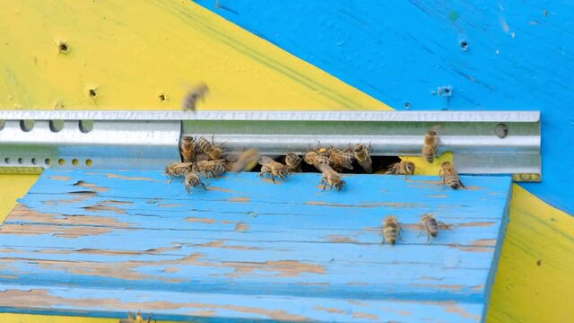 Honey bees swarm and crawl at the entrance to the hive outdoors on a sunny day, bee colony. The concept of beekeeping. 