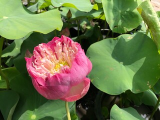 pink lotus flower bud in green leafs on the morning time. Lotus is the symbol of purity in buddhism.