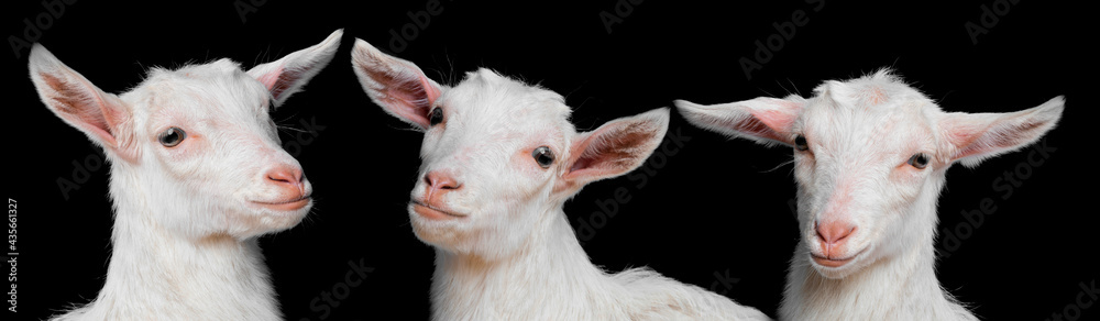 Wall mural young white goats - portrait on black background