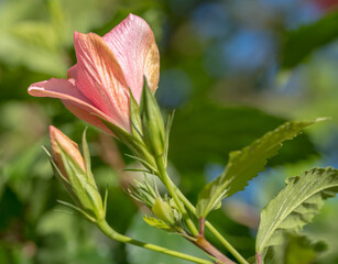 pink lily flower