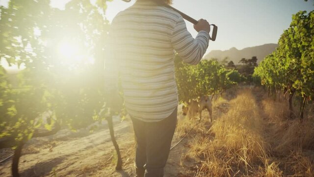 Caucasian blonde male walking holding shovel through vineyards on wine farm
