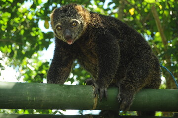 binturong or weasel in a tree against a natural background
