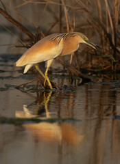 Closeup of a Squacco Heron fishing at Asker marsh, Bahrain