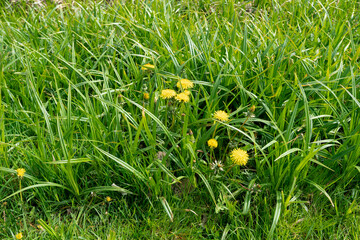 Yellow dandelions. Spring flowers. Beautiful bright yellow dandelions bloomed in the meadow. Amazing panorama of blooming fields in sunny May day.