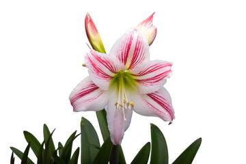 amaryllis isolated white background