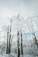 Winter snow covered landscape with long white trees. Idylic scenery of frozen and cold forest in winter time.