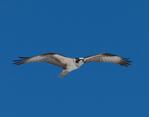 hawk in flight
