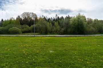 Yellow dandelions. Spring flowers. Beautiful bright yellow dandelions bloomed in the meadow. Amazing panorama of blooming fields in sunny May day.