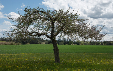 a flowering apple tree in a meadow