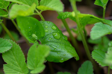 Small raindrops on green leaf in forest