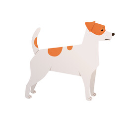 Jack Russell terrier vector. Cartoon dog flat illustration. White dog with orange spots on white background